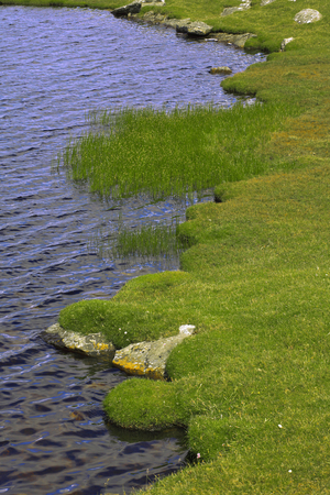 Biotope, Shetland Islands, Scotland (photo)