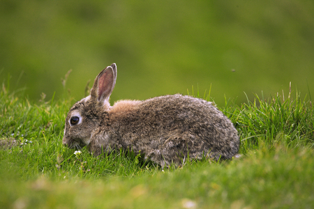 Isle of Unst, rabbit, Shetland Islands, Scotland (photo)