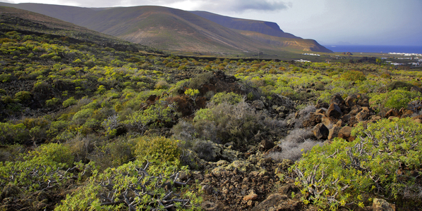 Lanzarote island, north coast, vegetation (photo)