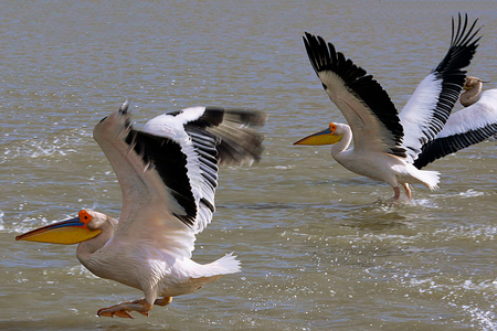 Senegal, Djoudj Natural Park, pelicans take flight (photo)