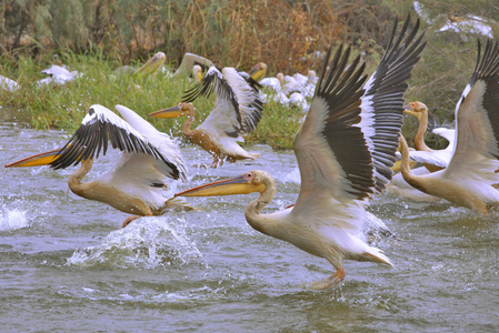 Senegal, Djoudj National Park, Pelicans (photo)