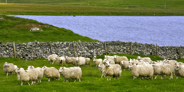 Sheep farming, Shetland Islands, Scotland (photo)
