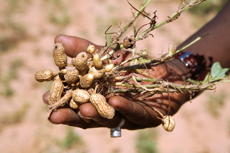 Senegal, peanuts (photo)