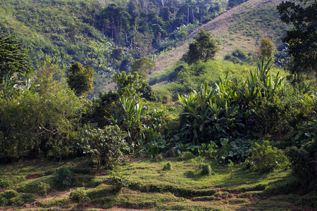 Laos, Northern Province, vegetation (photo)