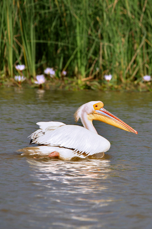Senegal, Djoudj Natural Park, Pelican (photo)