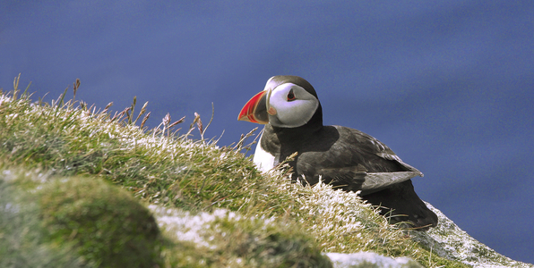 Island of Unst, Hermaness National Reserve, puffin, fratercula arctica, Shetland Islands, Scotland (photo)