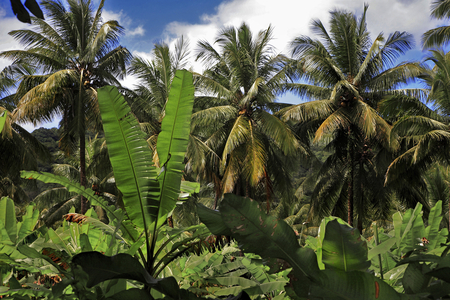 Coconut and banana plantation, West Indies, Caribbean, Dominica (photo)