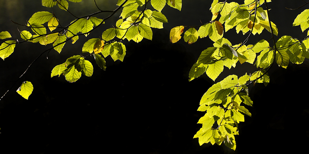 Autumn (photo)