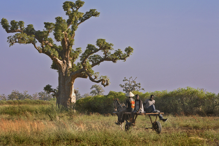 Senegal (photo)