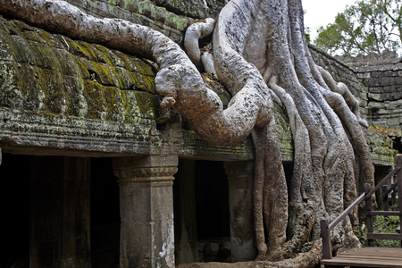 Crocodile, Ta Prohm temple, Angkor site, Cambodia (photo)