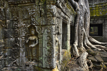 Crocodile, Ta Prohm temple, Angkor site, Cambodia (photo)