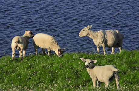 Shetland Islands, Scotland (photo)