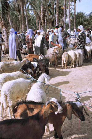 Tunisia, Cattle march in the Douz oasis on Thursday (photo)