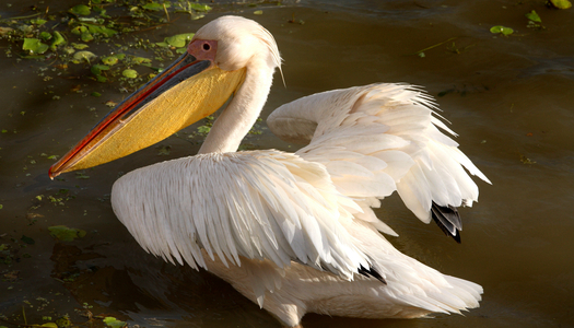 Senegal, Djoudj Natural Park, Pelican (photo)
