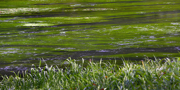 The Semois, Semois Valley, Province of Luxembourg, Belgium (photo)