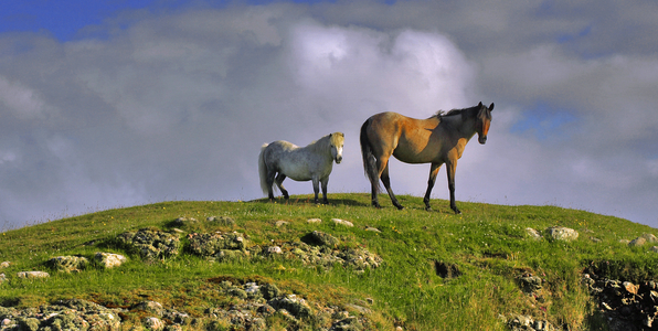 Shetland Islands, Scotland (photo)