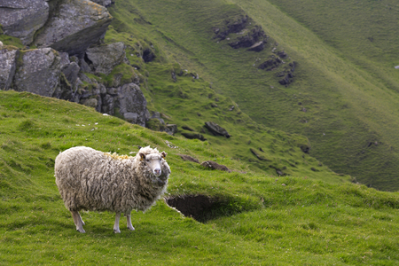 Isle of Unst, sheep, breeding, Shetland Islands, Scotland (photo)