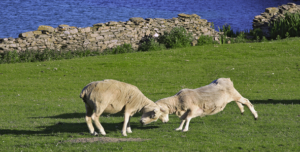 Sheep fighting, Shetland Islands, Scotland (photo)