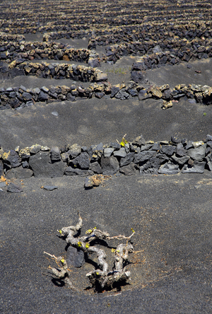 Agriculture, Lanzarote (photo)