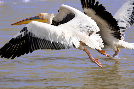 Senegal, Djoudj Natural Park, Pelican (photo)