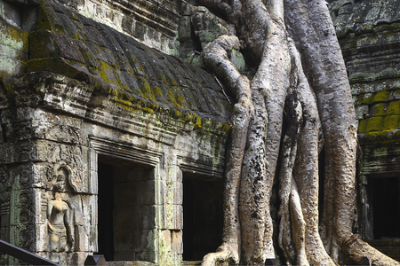 Crocodile, Ta Prohm temple, Angkor site, Cambodia (photo)