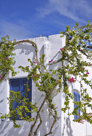 Paros island, habitat details, Greece (photo)