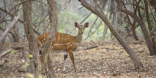 Senegal, Niokolo National Park, Koba, Antelope (photo)
