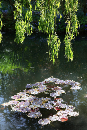 Eure (department 27) - Giverny - Le jardin d'eau de Claude Monet - les nympheas