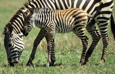 Equus burchelli boehmi/Equus burchelli granti/Zebre de Grant/Zebre de Boehm/Grant's Zebra