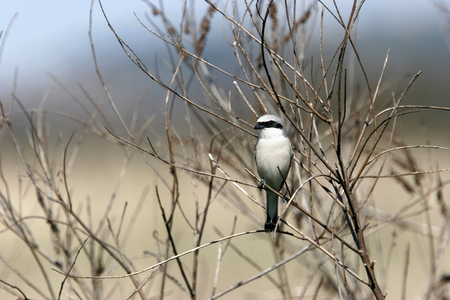Lanius collurio/Red Backed Shrike