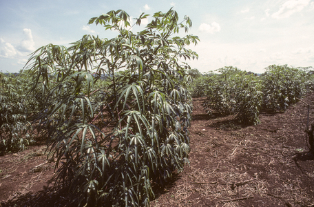 Manihot ussima/Cassava