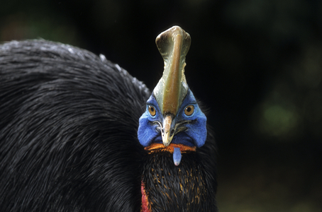 Casuarius casuarius/Casoar a helmet/Southern Cassowary