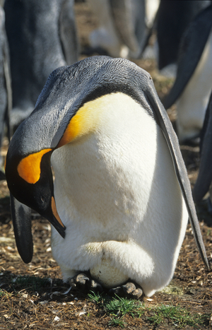 Aptenodytes patagonicus/Royal Penguin/King Penguin/Falkland Islands