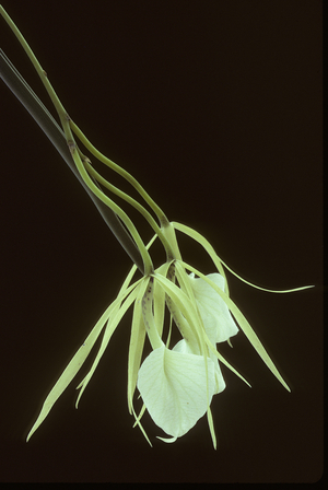 Brassavola nodosa