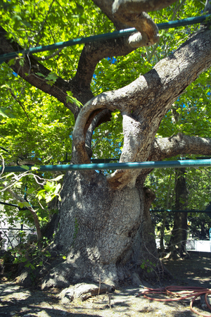 Hippocratic plane/Oriental plane plane/Platanus orientalis/2000 years/Circ: 14 m/In the shade of which Hippocrates would have given his medical courses/Kos/Dodecanese/Greece