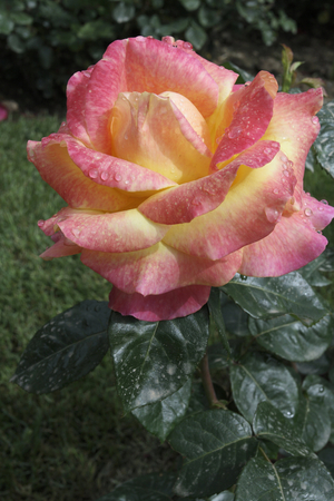 Rosa x/Pink 'Pullman Orient Express'