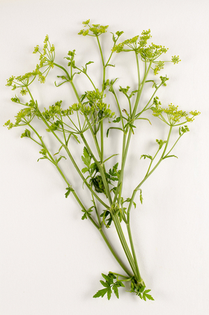 Botanical Board/Pastinaca sativa/Parsnip/Field Parsnip