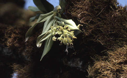 Epidendrum spicatum/Endemic Orchid of Galapagos Islands