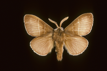 Macrothylacia rubi/Polyphage