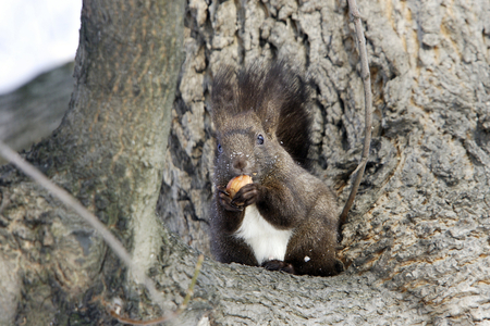 Sciurus vulgaris/Red Squirrel/Red Squirrel