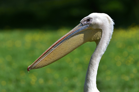 Pelecanus onocrotalus/Pelican white/Great White Pelican