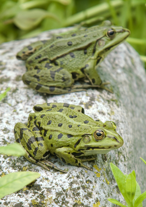 Rana lessonae/Small Green Frog/Lessona Frog/Pool Frog
