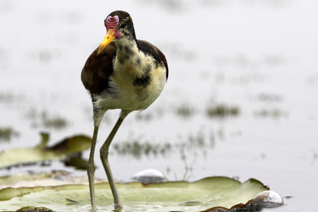 Jacana jacana/Jacana black/Wattled Jacana