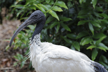 Threskiornis molucca/Ibis with black neck/Australian White Ibis/Australian Sacred Ibis