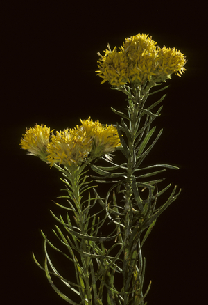 Linosyris vulgaris/Linosyris vulgar