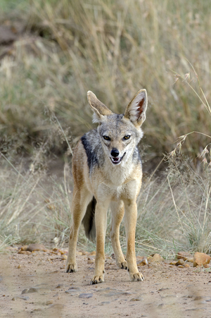 Black Backed Jackal/Black Backed Jackal