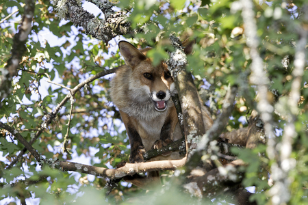 Vulpes vulpes/Red Fox/Red Fox
