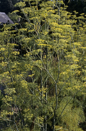 Anethum graveolens/Dill/Dill