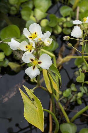 Sagittaria 'Montevidensis'/Sagittaria pugioniformis var. montevidensis/Sagittarius of Argentina/Montevideo Sagittarius/Water Arrow