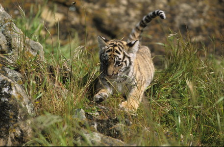 Panthera tigris tigris/Bengal Tiger
